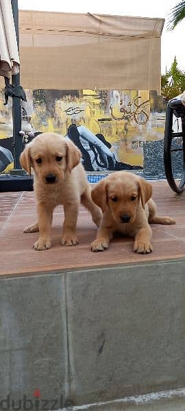 golden retriever puppy's 10