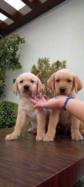 golden retriever puppy's 11