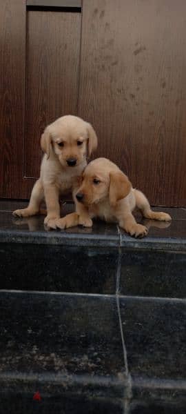 golden retriever puppy's 12