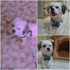 shih tzu 0