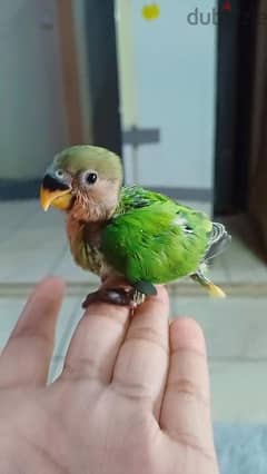 for sale healthy baby love bird 0