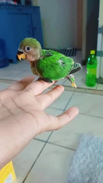 for sale healthy baby love bird 1