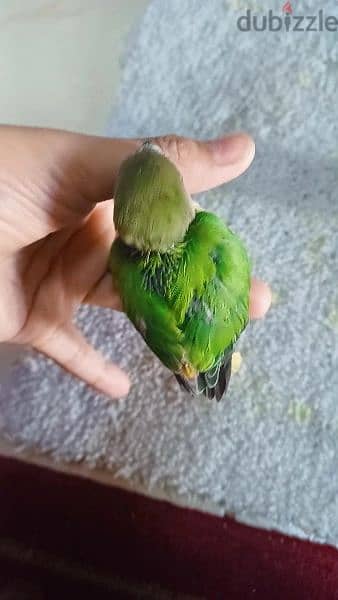 for sale healthy baby love bird 2