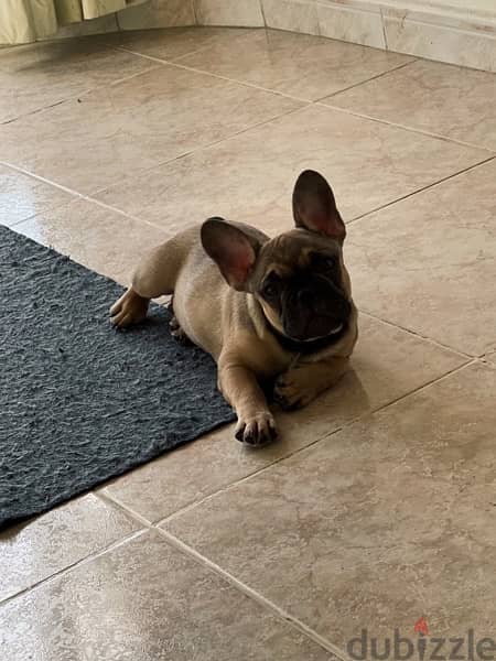 Top Quality Frenchies ready to relocated to a new house! 2