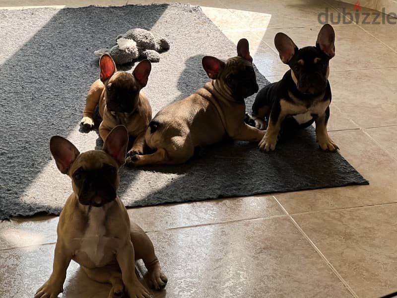 Top Quality Frenchies ready to relocated to a new house! 3