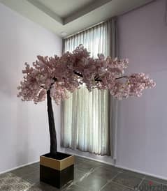 cherry blossom Tree