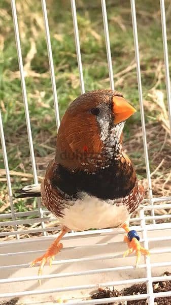 زيبرا للبيع Zebra birds for sale 0