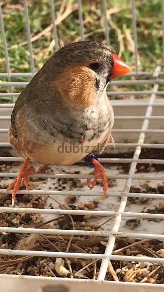 زيبرا للبيع Zebra birds for sale 1