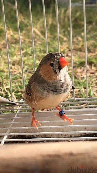 زيبرا للبيع Zebra birds for sale 2