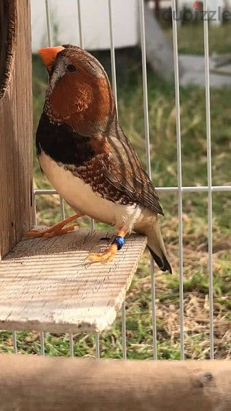 زيبرا للبيع Zebra birds for sale 3