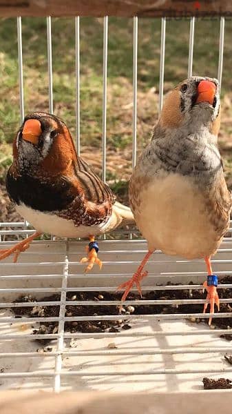 زيبرا للبيع Zebra birds for sale 5