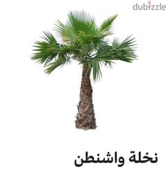 مطلوب