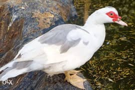Muscovy duck wanted 0