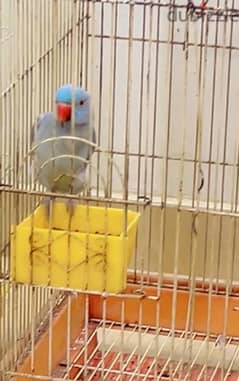 white & blue color parrot 0