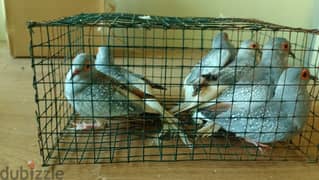 Diamond dove for sale