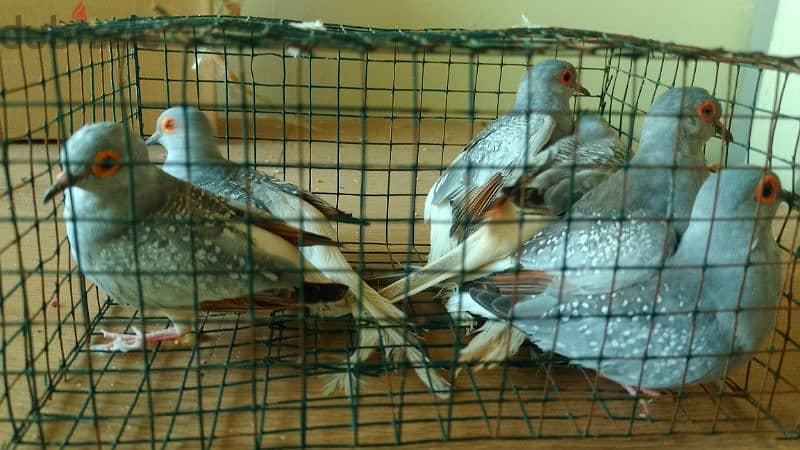 Diamond dove for sale 1