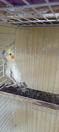 cockatiel