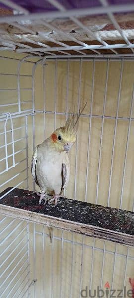 cockatiel adult male for sale 1