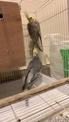 2 parrots with a big cage for sale 0