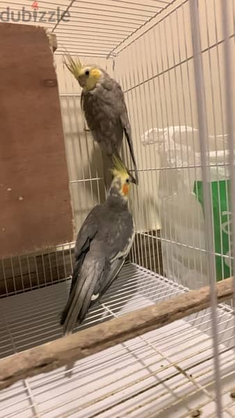 2 parrots with a big cage for sale 1