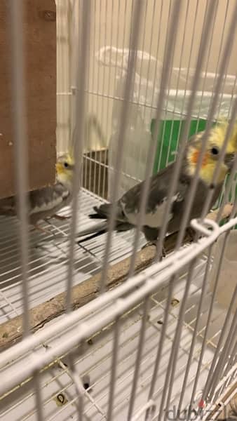 2 parrots with a big cage for sale 2