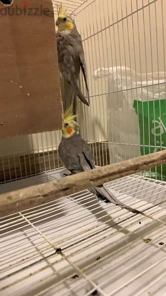 2 parrots with a big cage for sale 3