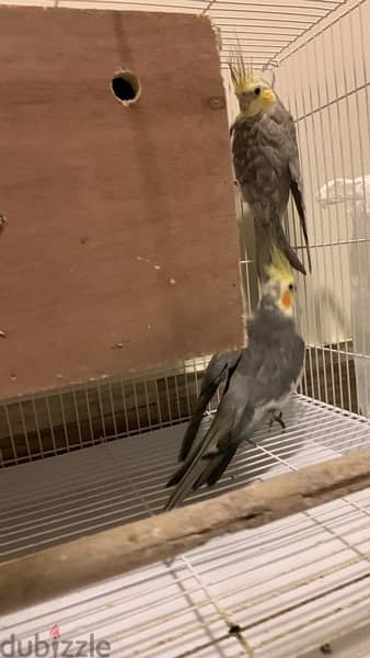 2 parrots with a big cage for sale 4