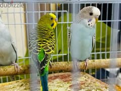 3 parrots