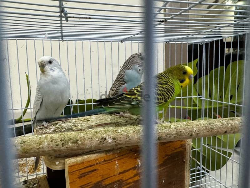 3 parrots 2