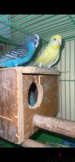 budgies