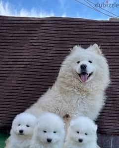 Imported samoyed puppies 0