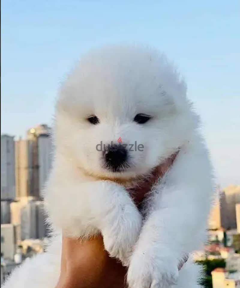 Imported samoyed puppies 1