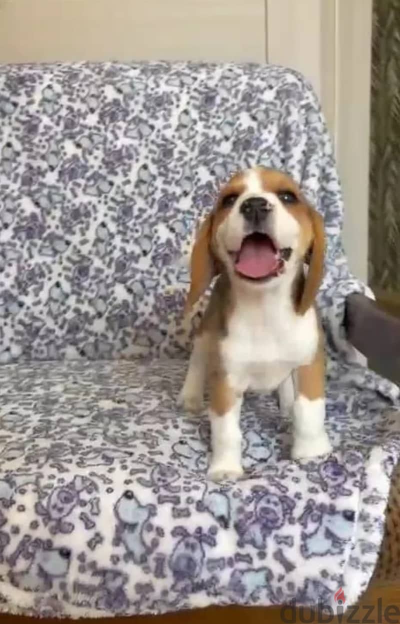 Beagle puppies 3