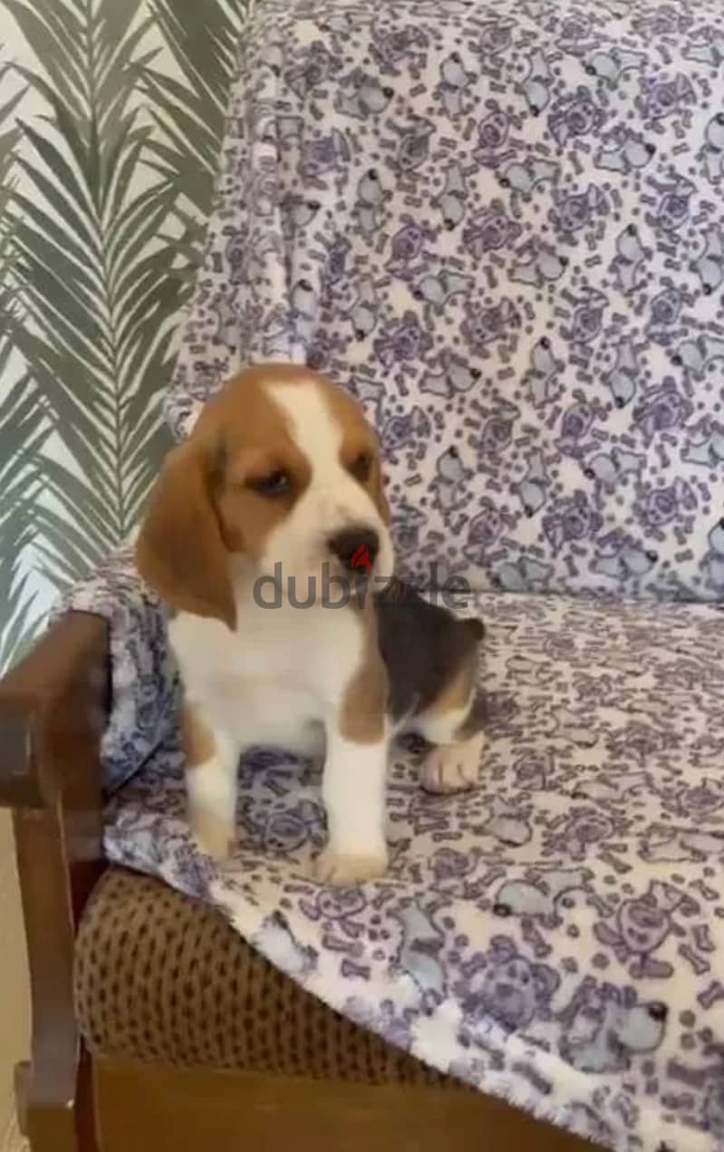 Beagle puppies 4