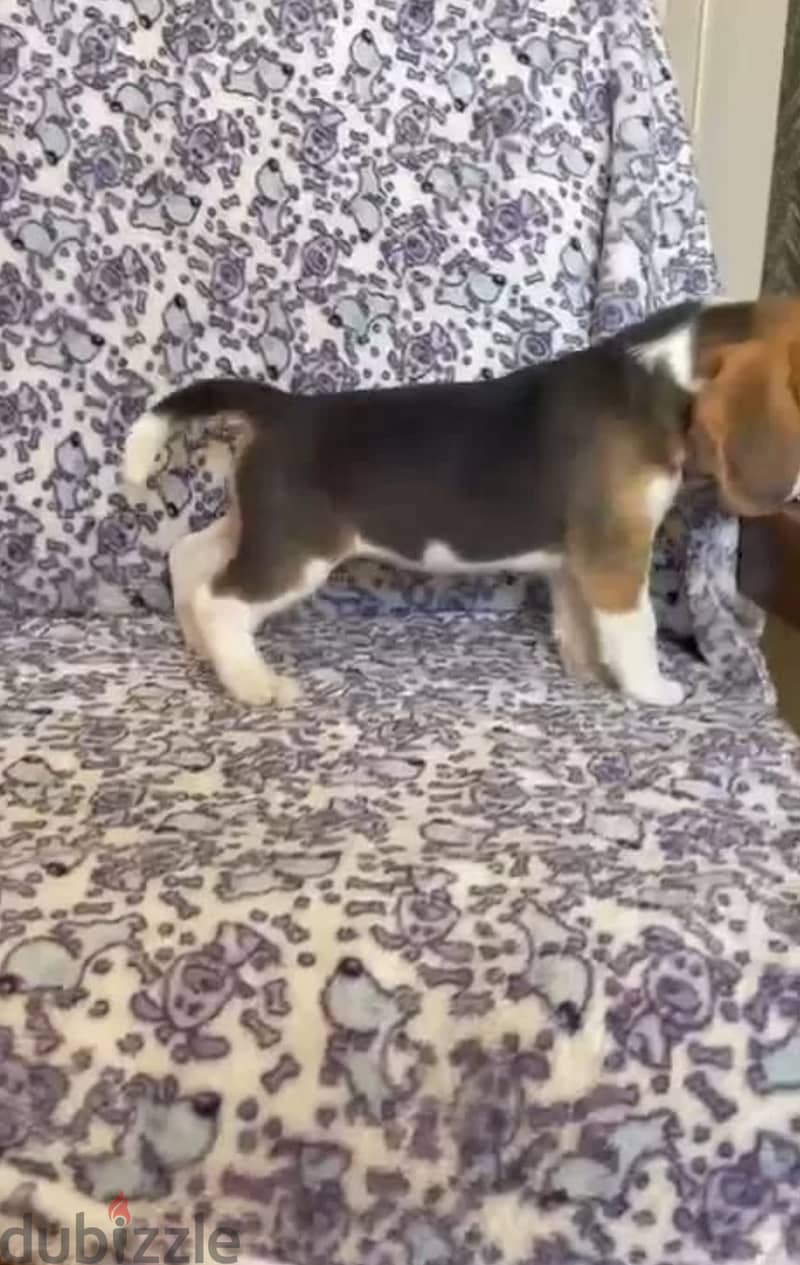 Beagle puppies 5