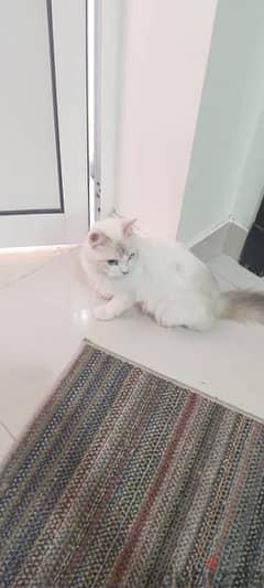 Persian cat for addoption