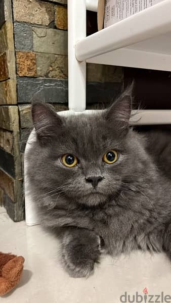 Cat for adoption! READ DESCRIPTION BEFORE PROCEEDING 2