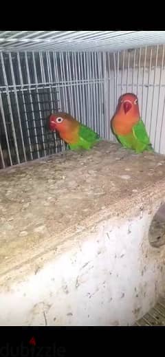 for sale love birds pair 12 BD