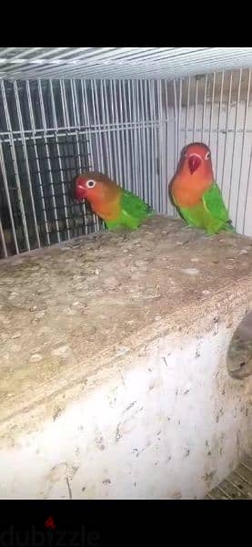 for sale love birds pair 12 BD 0