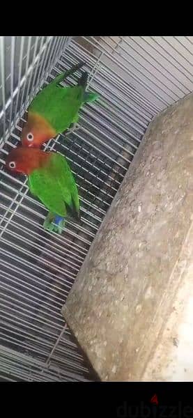 for sale love birds pair 12 BD 1