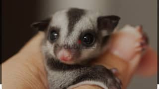 sugar glider baby 0