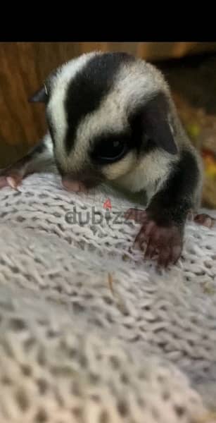 sugar glider baby 1