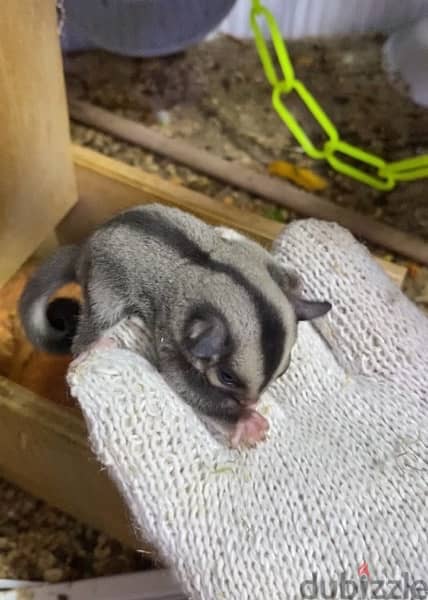 sugar glider baby 2