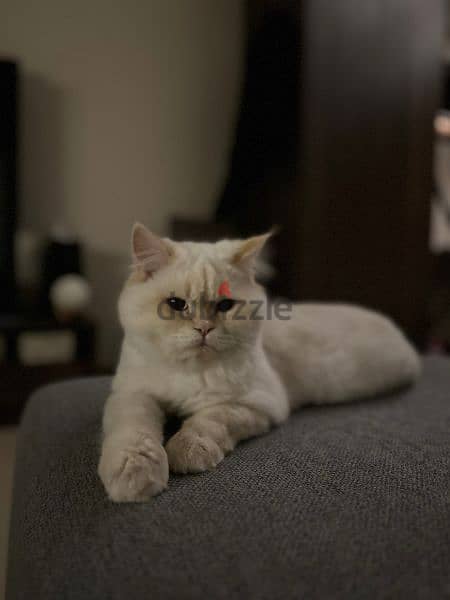 persian cat dewormed and fully vaccinated with litter box and everythi 1