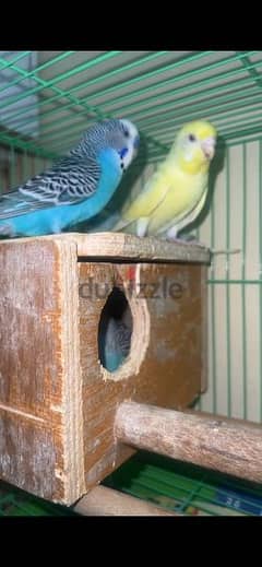 budgies