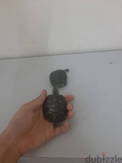 baby turtle with free food with  (aquarium 10 bd)