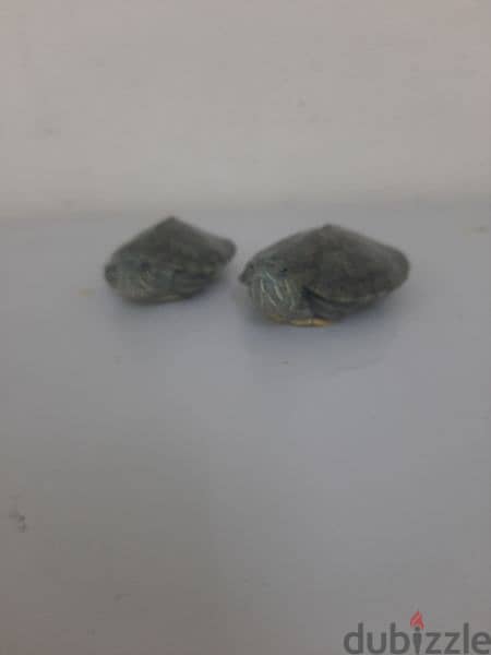 baby turtle with free food with  (aquarium 10 bd) 1