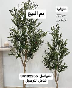 olive tree شجرة الزيتون