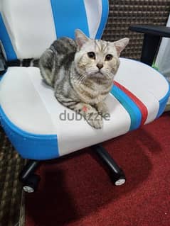 British Shorthair 0