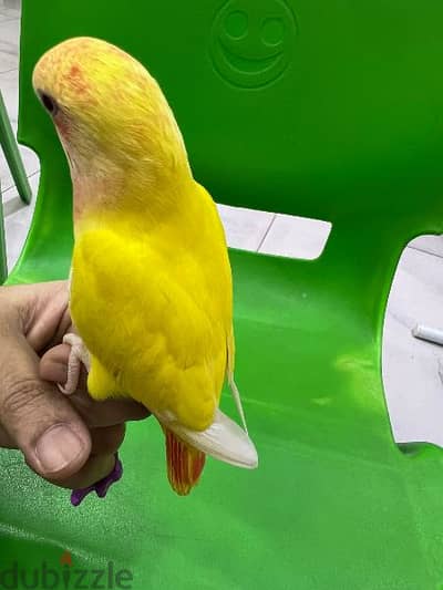 tamed love bird urgent for sale